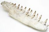 Fossil Mosasaur Lower Jaws with Twenty-Five Teeth #214399-6